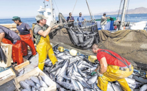 Port de Nador: Baisse de 11% des débarquements de la pêche au premier trimestre