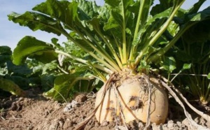 Hausse de la production de la betterave à sucre Hausse de la production de la betterave à sucre