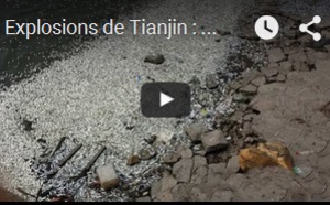 Explosions de Tianjin : des milliers de poissons retrouvés morts près du site
