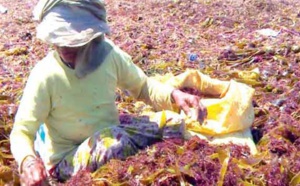 Les algues marines, poumon économique et écologique des côtes d'El Jadida
