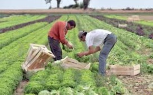 La province d'Al Haouz à l’heure du Plan Maroc vert