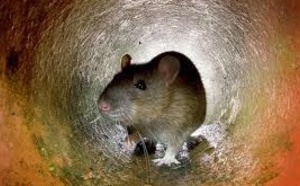 Insolite : Plaintes contre les rats à New York
