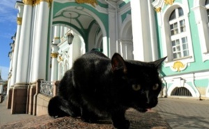 Au musée de l’Ermitage, des chats tiennent compagnie aux chefs-d’œuvre