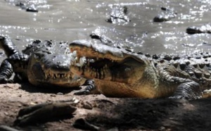 Indonésie : un projet de prison gardée par des crocodiles