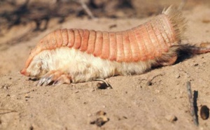 Insolite : Le tatou tronqué, une créature aussi étrange qu’insaisissable