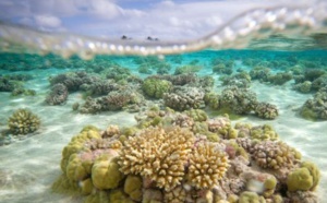 La perle de Tahiti, joyau vulnérable face au réchauffement de l'océan