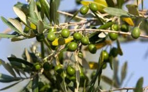 La Foire nationale de l'olivier de Ouazzane à l’honneur