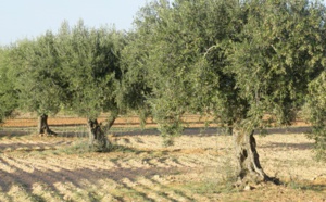 Le changement climatique menace l’“or vert” tunisien
