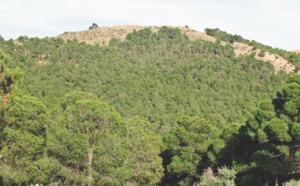 Partenariat HCEFLCD -CAM pour le financement du secteur coopératif forestier