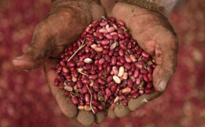 Des haricots magiques défient la sécheresse en Amérique centrale