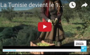 La Tunisie devient le 1er exportateur mondial d’huile d’olive