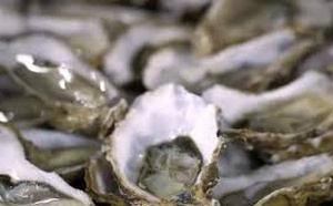 Jamâa Ouled Ghanem-Dar Lhamra: Levée de l'interdiction sur le ramassage et la commercialisation des huîtres collectées Jamâa Ouled Ghanem-Dar Lhamra: Levée de l'interdiction sur le ramassage et la commercialisation des huîtres collectées