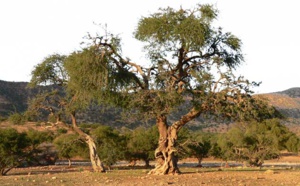 Près de 3 MMDH pour la réhabilitation de l'espace vital de l'arganier Près de 3 MMDH pour la réhabilitation de l'espace vital de l'arganier