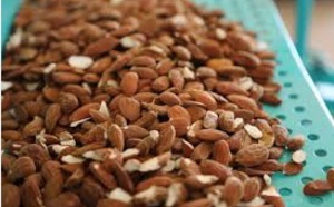 Le circuit de commercialisation des amandes serait désorganisé