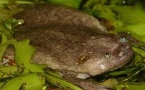 Découverte de six nouvelles espèces de grenouilles