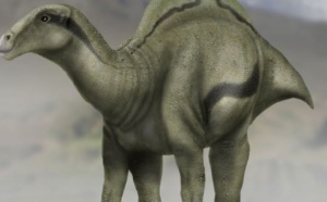 Découverte d’un nouveau dinosaure portant une voile sur le dos