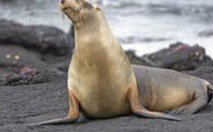 Une toxine dans les algues pourrait affecter la mémoire des lions de mer