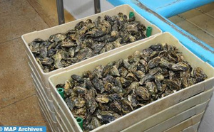 Agadir : Interdiction de la récolte et de la commercialisation des produits conchylicoles issus de Douira-Sidi R’bat Agadir : Interdiction de la récolte et de la commercialisation des produits conchylicoles issus de Douira-Sidi R’bat