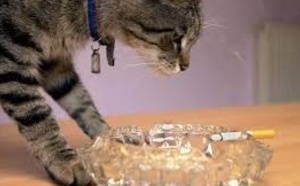Fumer est aussi mauvais pour la santé de votre animal préféré