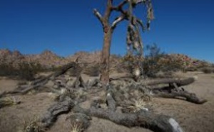 De grands arbres menacés par la sécheresse en Californie