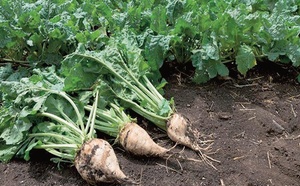 Betterave sucrière à Doukkala : Les espoirs des producteurs ravivés par les dernières précipitations Betterave sucrière à Doukkala : Les espoirs des producteurs ravivés par les dernières précipitations