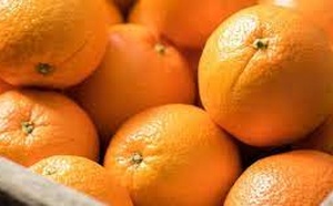 Les agrumes marocains font leur entrée sur le marché japonais Les agrumes marocains font leur entrée sur le marché japonais