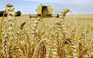 Campagne agricole 2024-2025 : La récolte céréalière prévue à 44 Mqx Campagne agricole 2024-2025 : La récolte céréalière prévue à 44 Mqx