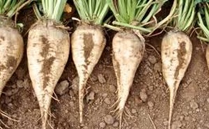 Début de la campagne d’usinage des cultures sucrières dans le Gharb