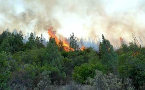 Incendies de forêt : Baisse de 86% des surfaces touchées en 2024