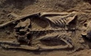 Un "massacre de masse", il y a 10.000 ans déjà