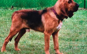 Saint-Hubert, une race de chien utilisée par la police cynotechnique pour retrouver les personnes portées disparues