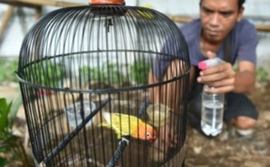 Des milliers d'oiseaux exotiques menacés dans des forêts pillées en Indonésie