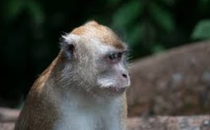 Des singes autistes, made in China