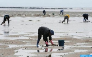 Pêche maritime : Levée de l'interdiction sur le ramassage et la commercialisation du vernis collecté au niveau de Targha-Chmaâla, d'Amtar Est-Jebha et de Jnane Niche-Amtar Ouest