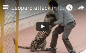 Leopard attack in India