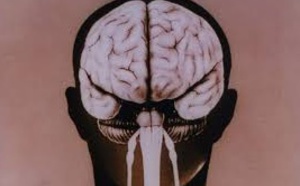 Les mystères de la formation des plis et replis de notre cerveau s'éclaircissent