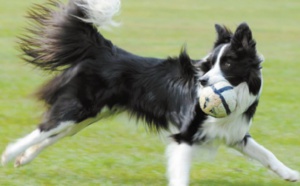 Insolite : Comment mesurer l'intelligence du chien