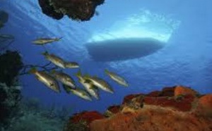 Le bruit des bateaux double la mortalité des poissons