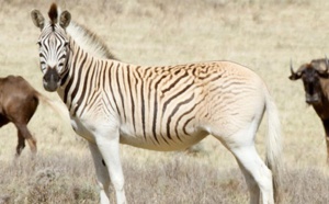 Le retour du “quagga”, animal éteint puis ressuscité en Afrique du Sud
