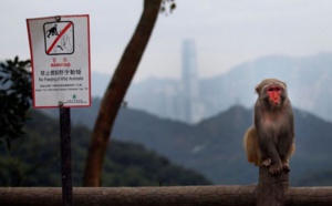 C'est l'année du singe mais à Hong Kong, les macaques agacent