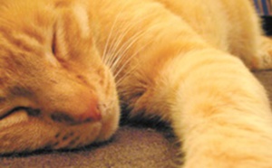 Insolite : ça ronronne pour les chats