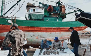 Port de Safi : Hausse de 33% des débarquements de la pêche à fin juillet