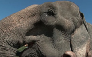 La retraite de l’éléphant Thong Kam