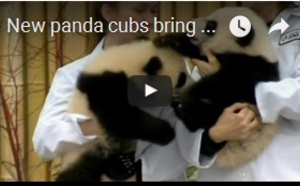 Nouveaux pandas apportent espoir et  joie au Canada