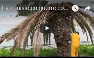 La Tunisie en guerre contre un insecte tueur de palmiers