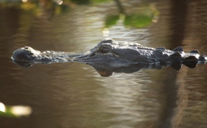 Les alligators, voisins intéressés des oiseaux