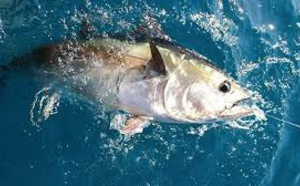 Nouvelle zone de reproduction des thons rouges  dans l'Atlantique