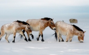 Le dernier cheval sauvage du monde de retour en Russie