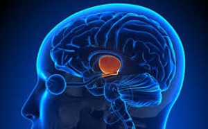 De petites neurones pour inhiber la douleur