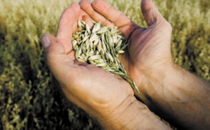Le secteur semencier marocain s’active pour contribuer à renforcer la sécurité alimentaire